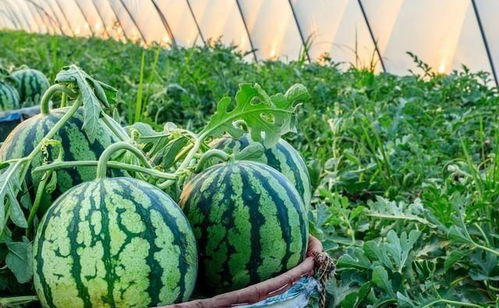 西瓜產(chǎn)銷失衡背后 從田間“爛市”到零售“漲價(jià)”的反思與破局